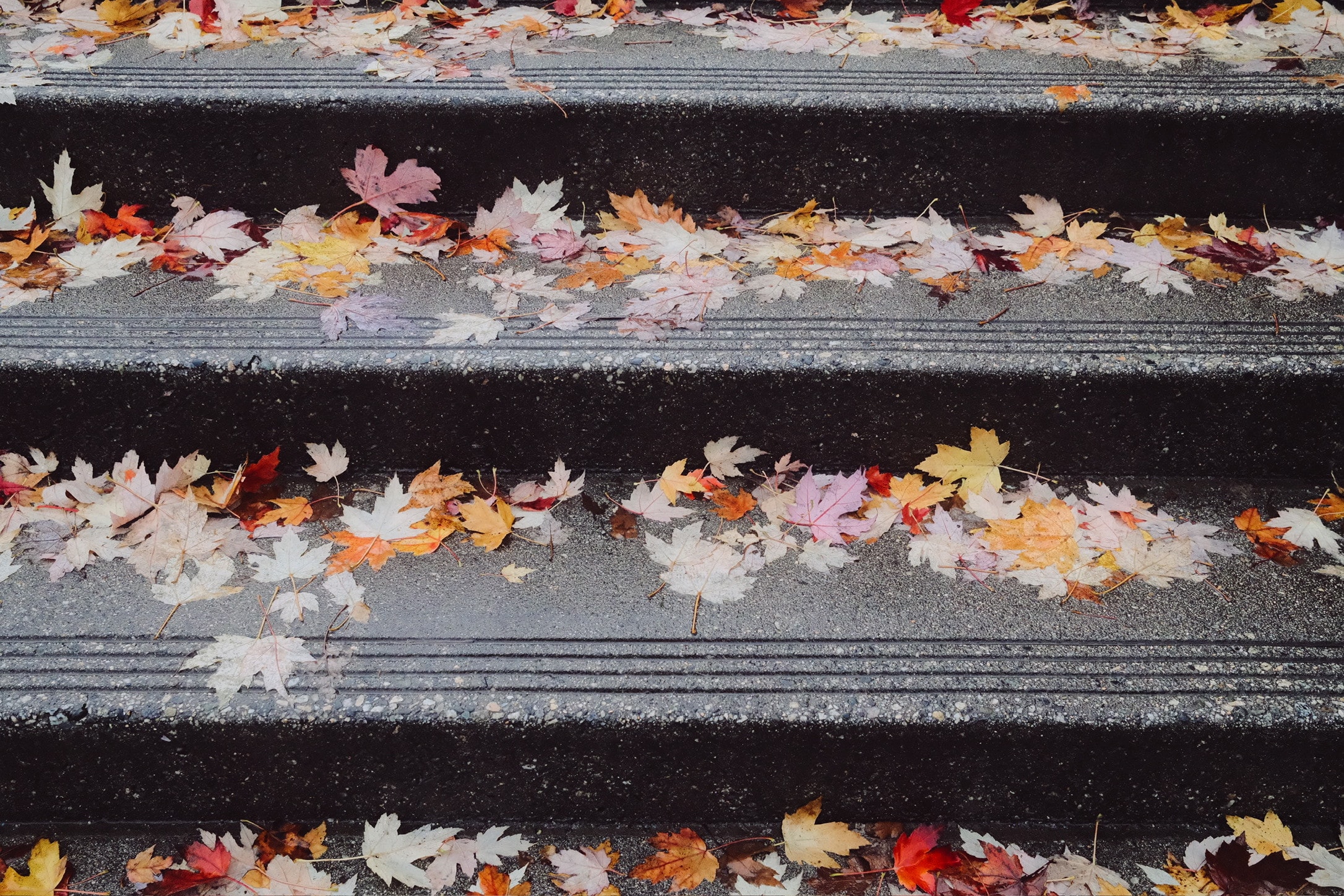 Wet concrete steps seen from above, each tread lined with fallen maple leaves in pink, orange, red and yellow.