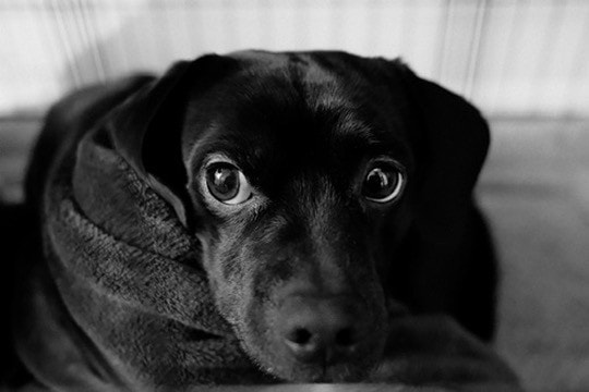 Black and white: a black dog wrapped in a blanket, looking up at the camera with big, round eyes.