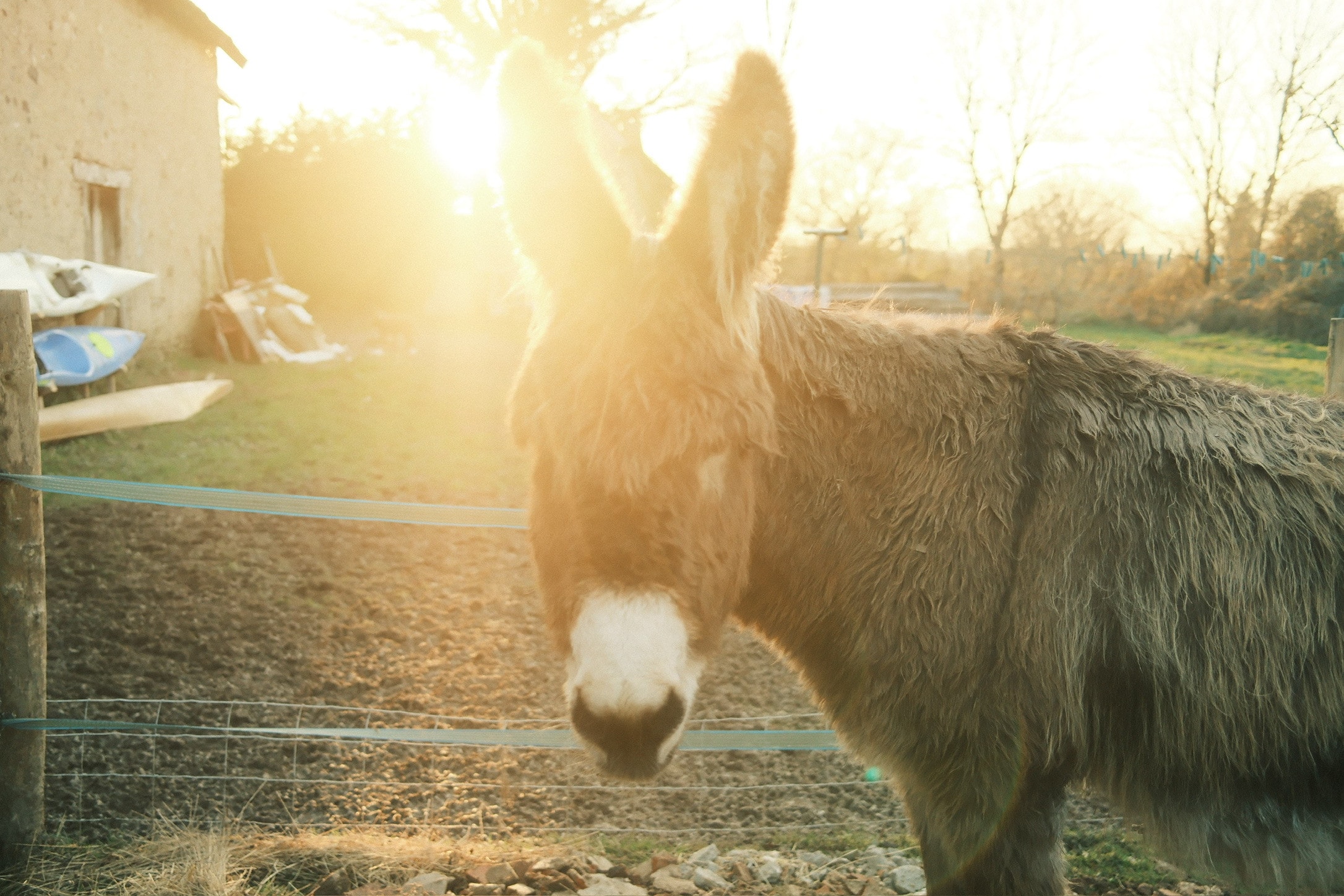 A shaggy donkey with a white nose and tall ears by a wire fence, backlit by a low golden sun beside an old stone barn.