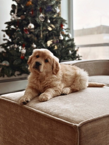 A golden retriever puppy lying on a beige ottoman, head tilted at the camera, a decorated Christmas tree behind.