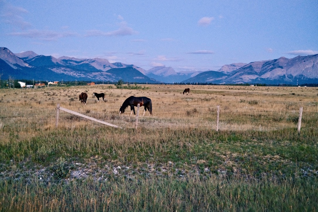 Horses grazing in a dry golden field behind a wire fence at dusk, the Rockies stretching across the horizon.
