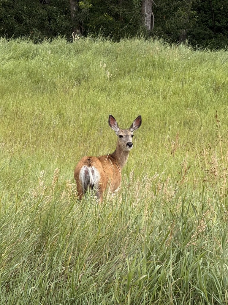 A mule deer doe standing in tall green grass, looking back over her shoulder at the camera with big ears up.