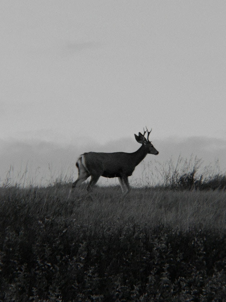 Black and white: a young buck with small antlers walking along a grassy ridge against a pale, cloudy sky.