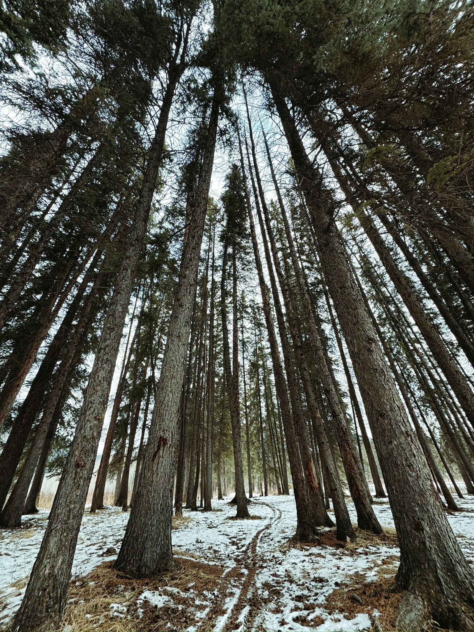 Looking straight up through tall, straight pines from a snowy forest floor, a thin trail winding between the trunks.